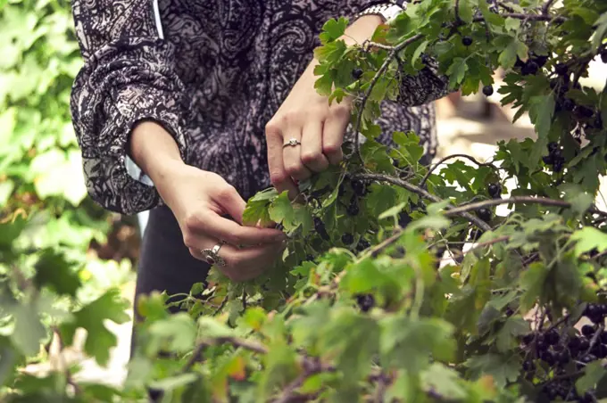 A woman picks cherry tomatoes in a garden