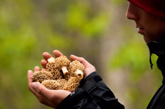 A man examines freshly picked morel mushrooms in Montana.