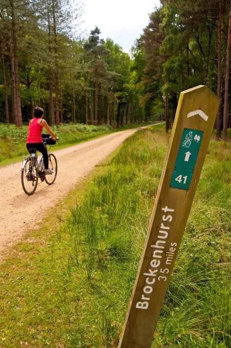 Cyclist Following A Cycle Route Around Brockenhurst, New Forest National Park, Hampshire, Uk