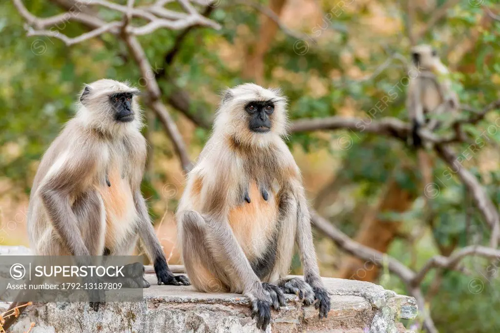 India, Rajasthan state, Ranakpur, Langur monkeys on the road - SuperStock