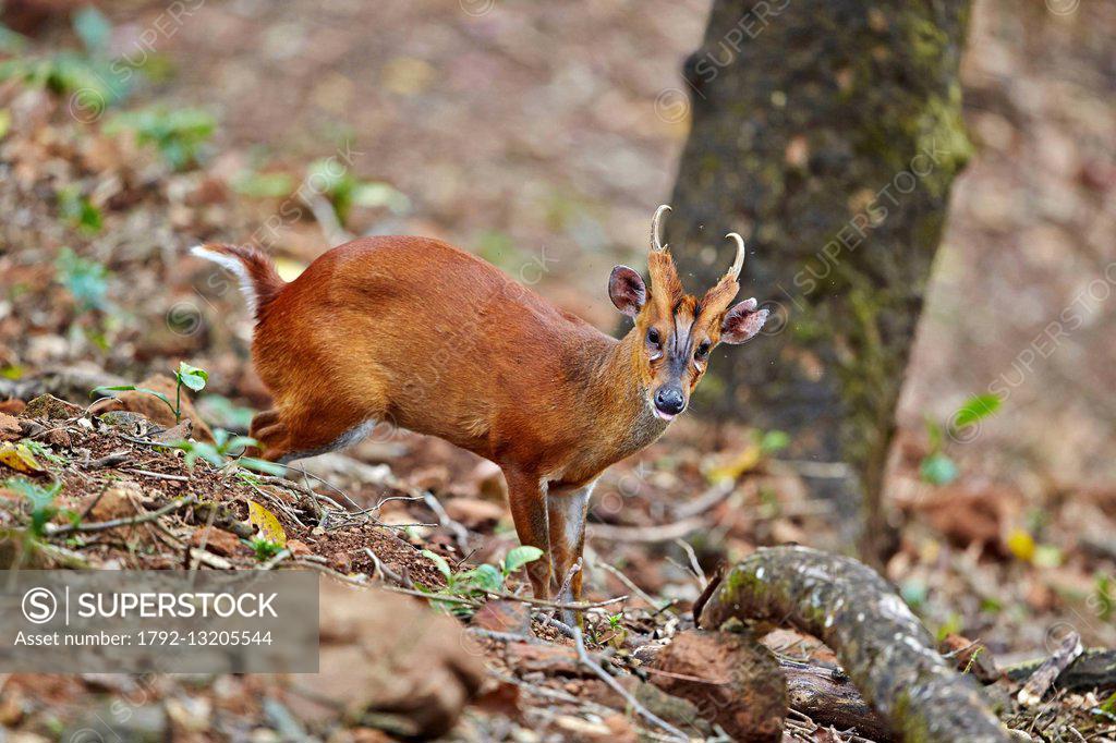 India, Tamil Nadu state, Anaimalai Mountain Range (Nilgiri hills), Indian  muntjac (Muntiacus muntjak), or Red muntjac, [Common muntjac or Barking  deer... - SuperStock