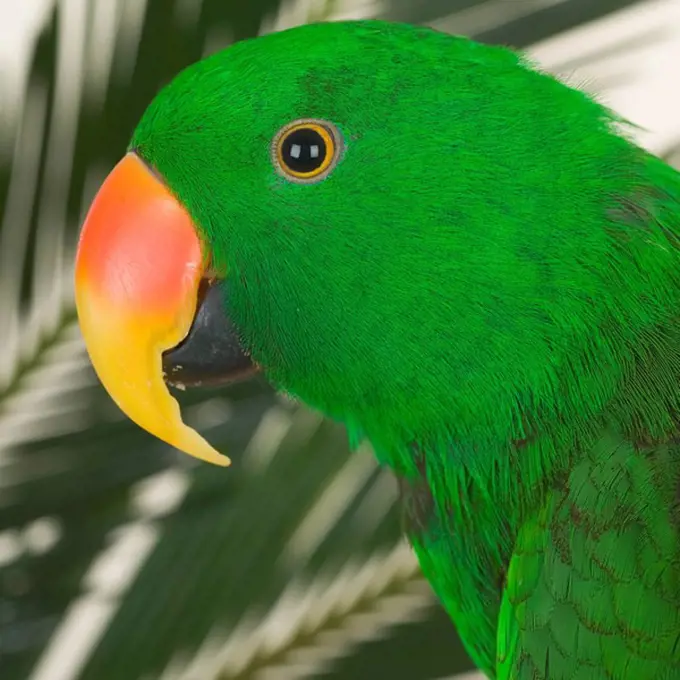 Profile of bird with greenery