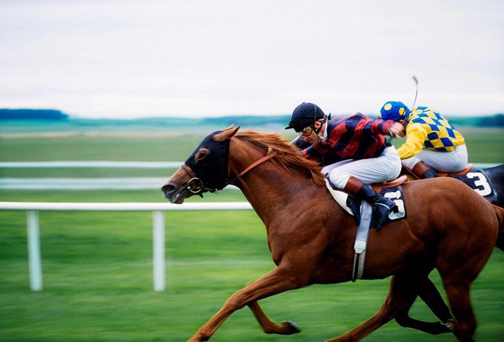 Horse racing, Two horses neck in neck during a horse race