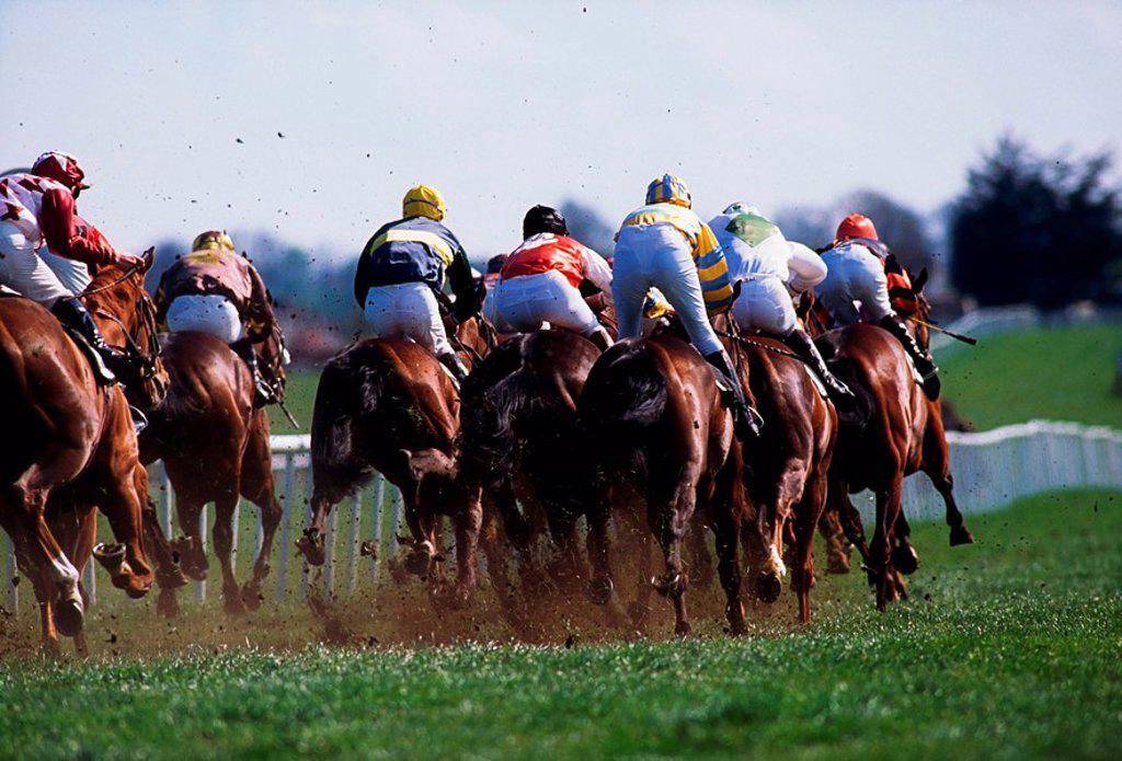 Horse racing, Rear view of horses racing