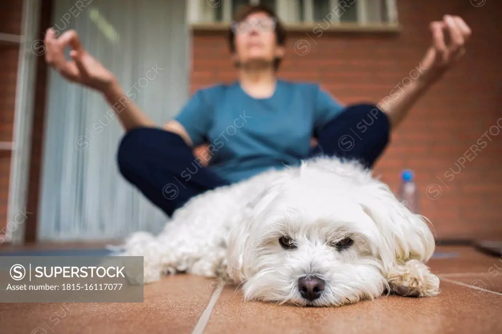 Senior woman meditating on balcony, dog in the foreground