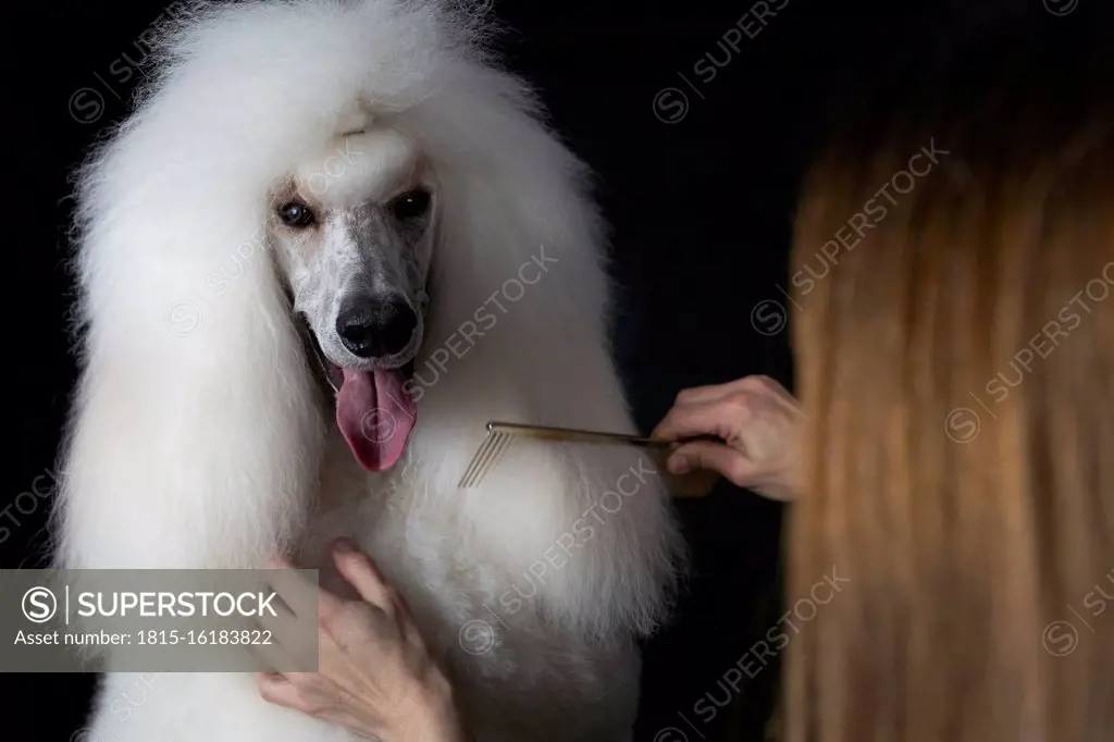 Crop view of woman combing white Standard Poodle against black background