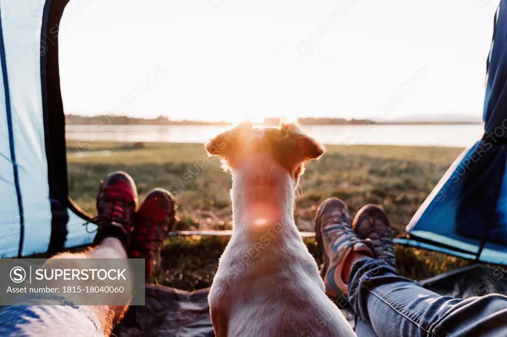 Legs of friends with dog relaxing in tent during sunset