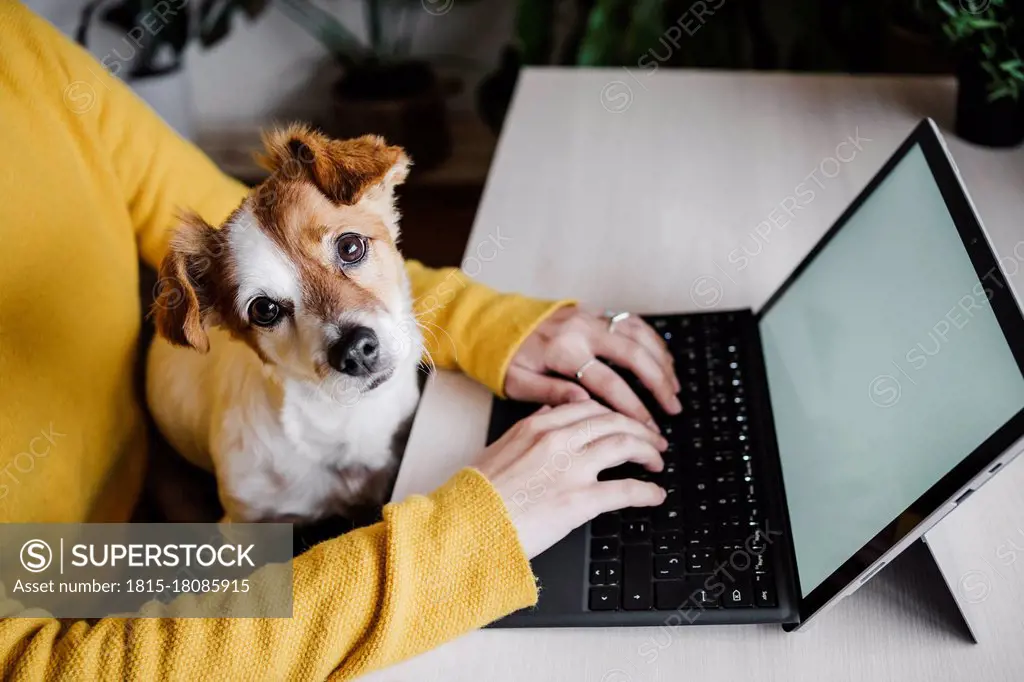 Dog sitting with woman working on digital tablet at home office