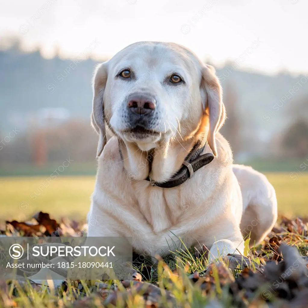 Dog relaxing on grass in meadow