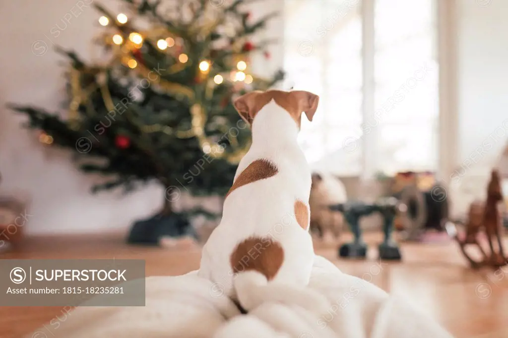 Jack Russel Terrier sitting in front of Christmas tree