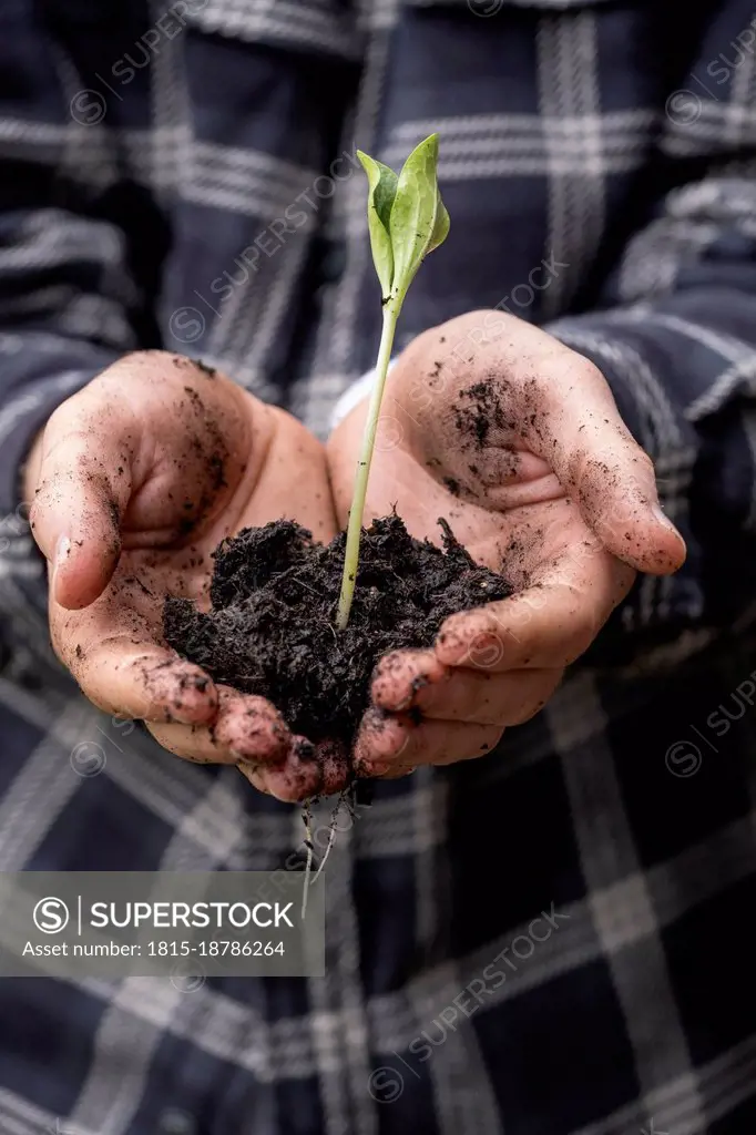 Hands of young man holding freshly dug seedling