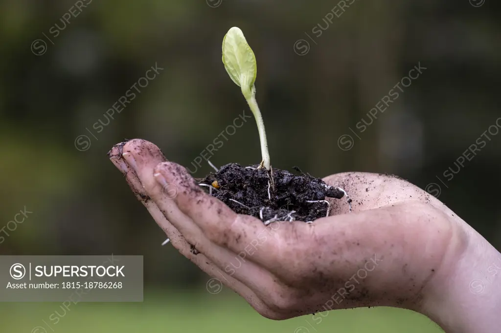 Hand of young man holding freshly dug seedling