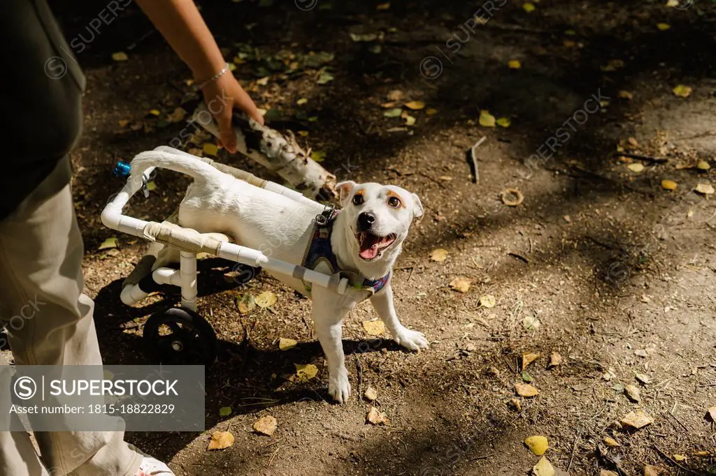 Disabled dog looking at girl holding stick