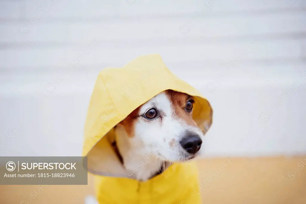 Jack Russell dog wearing yellow raincoat
