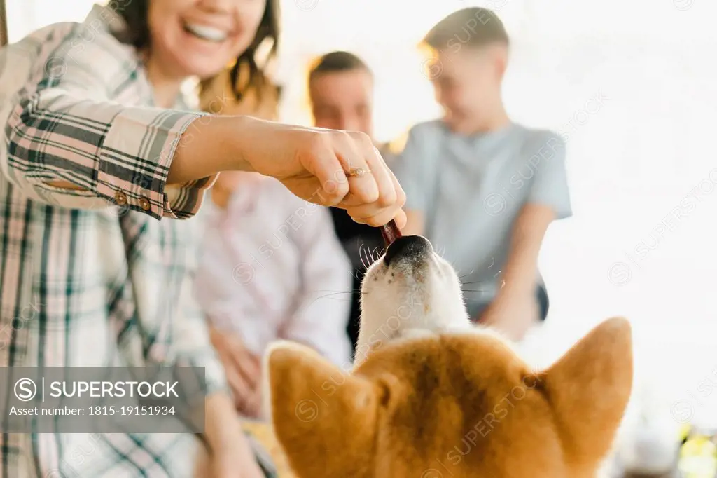 Happy woman feeding to Akita dog