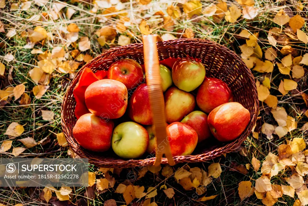 Basket full of apples on autumn leaves