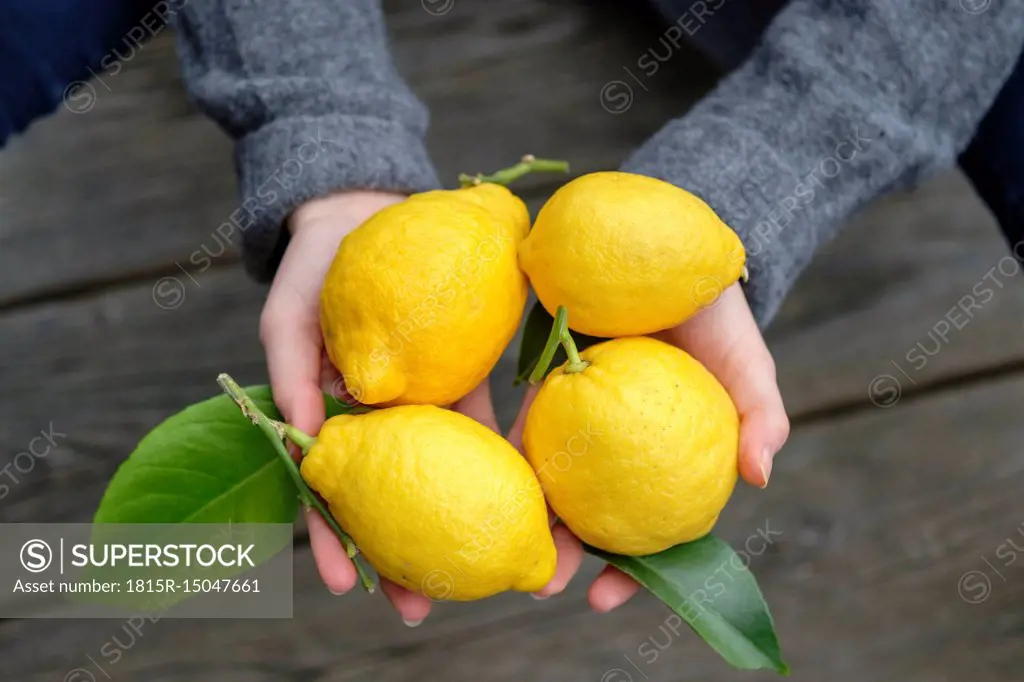 Hands holding four lemons, close-up