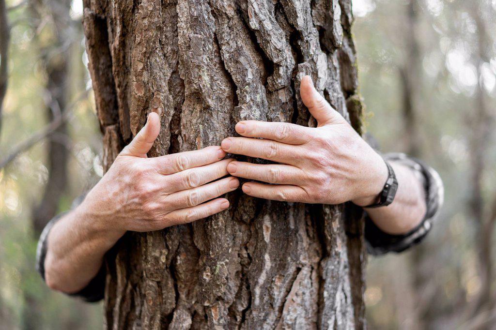 Senior man's hands hugging tree trunk, close-up