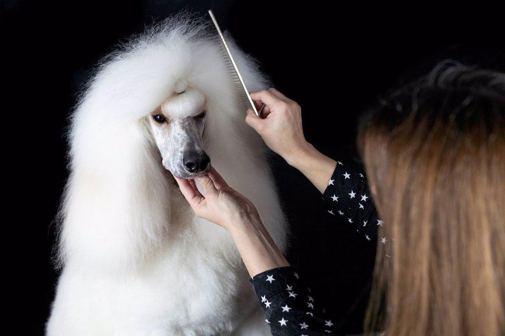 Crop view of woman combing white Standard Poodle against black background