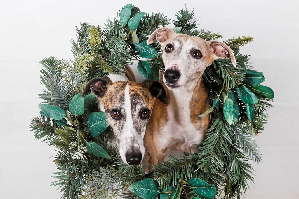 Close-up of dogs with green Christmas wreath against white background