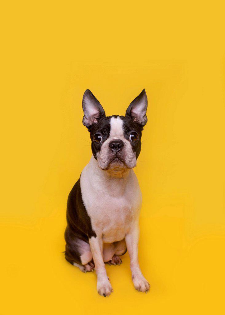 Portrait of brown and white Boston Terrier puppy sitting against yellow background