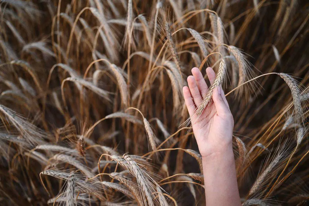 Hand of girl touching rye crops
