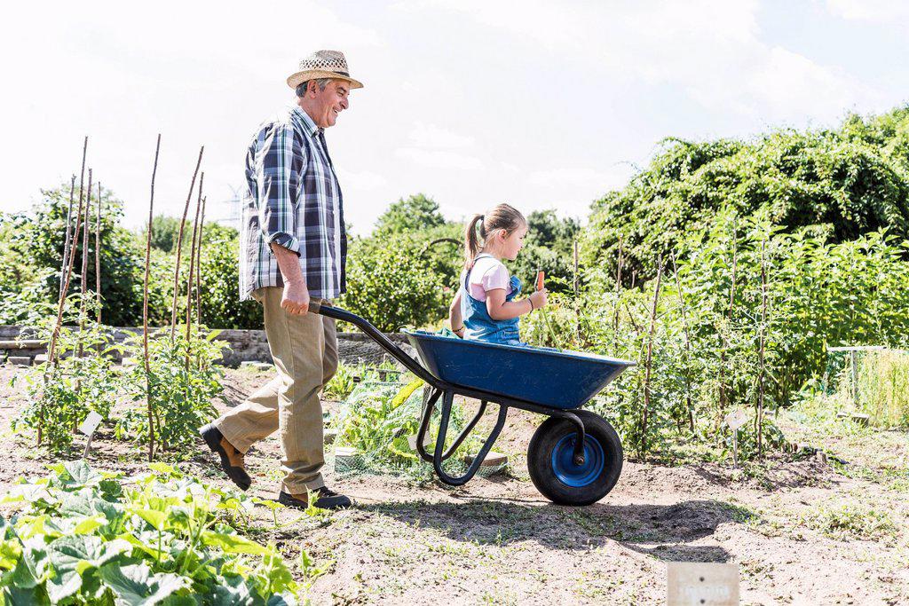 Grandfather pushing wheelbarrow with granddaughter in the garden