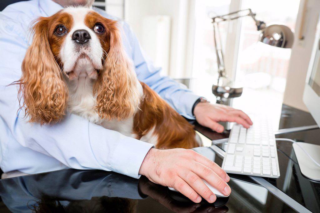 Businessman sitting at desk working with dog on his lap