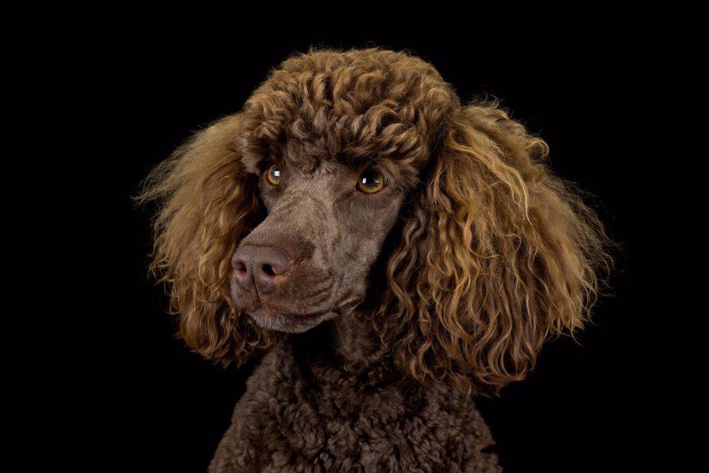 Portrait of brown poodle in front of black background