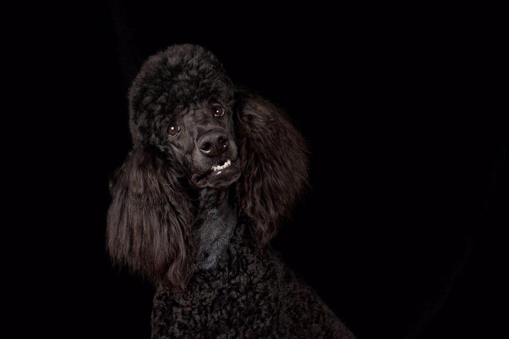 Portrait of black poodle in front of black background