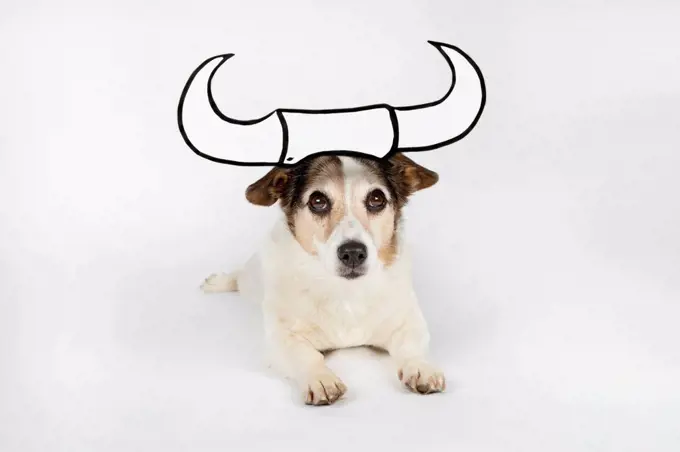 Portrait of mongrel as Taurus with drawn horns lying on white ground
