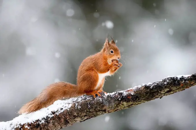 UK, Scotland, Red squirrel¶ÿ(Sciurus¶ÿvulgaris)¶ÿfeeding on tree branch in winter