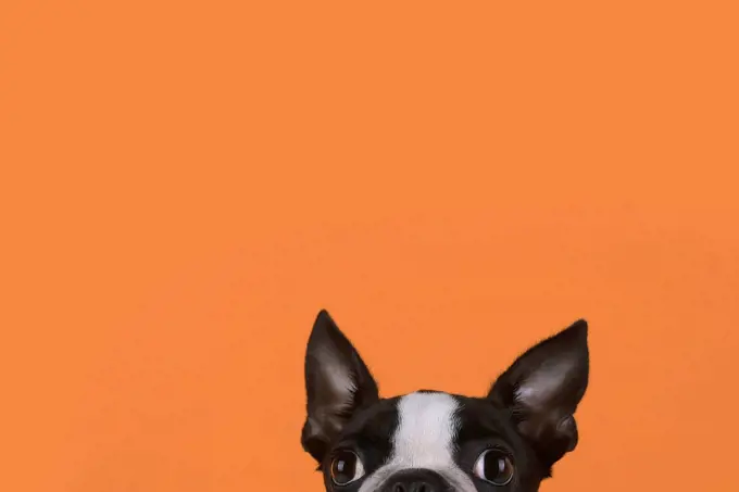 Portrait of boston terrier puppy in front of orange background