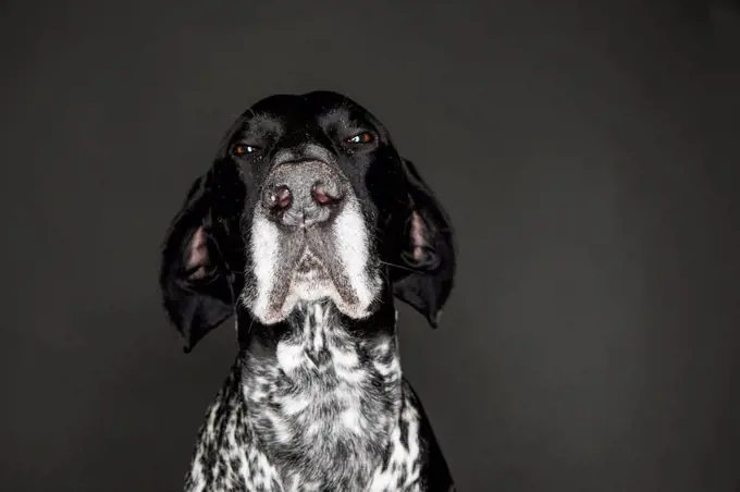 Portrait of German Shorthaired Pointer in front of grey background