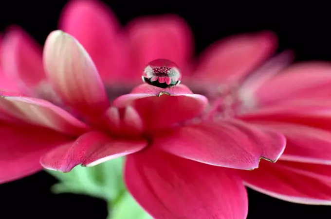 Water drop with reflection on petal of pink gerbera, Asteraceae, close-up