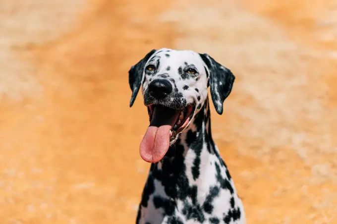 Dalmatian dog sticking out tongue while sitting on field