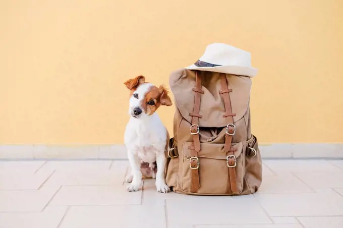 Jack Russell Terrier by backpack in front of wall