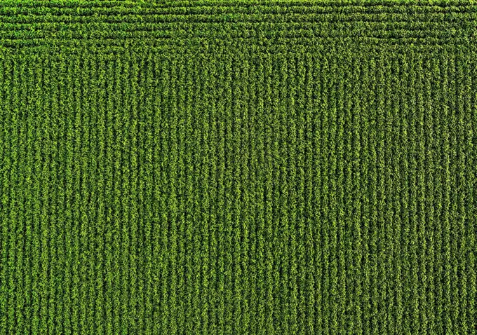 Drone view of green soybean field