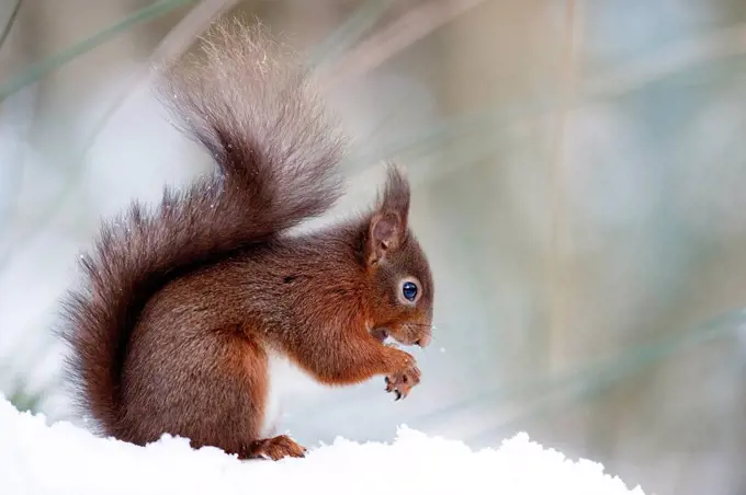 Portrait of eating Eurasian red squirrel in snow