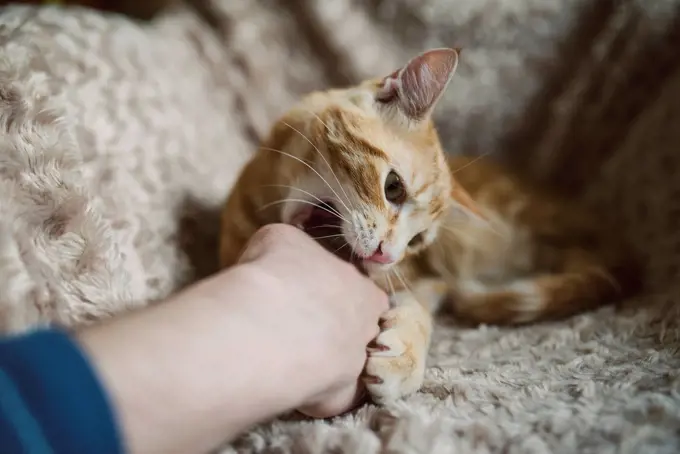 Tabby cat biting hand of its owner