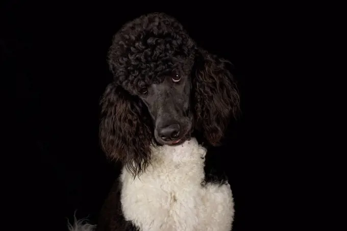 Portrait of black and white poodle in front of black background