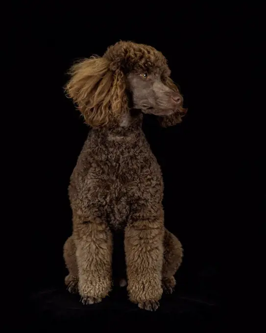 Brown poodle sitting in front of black background