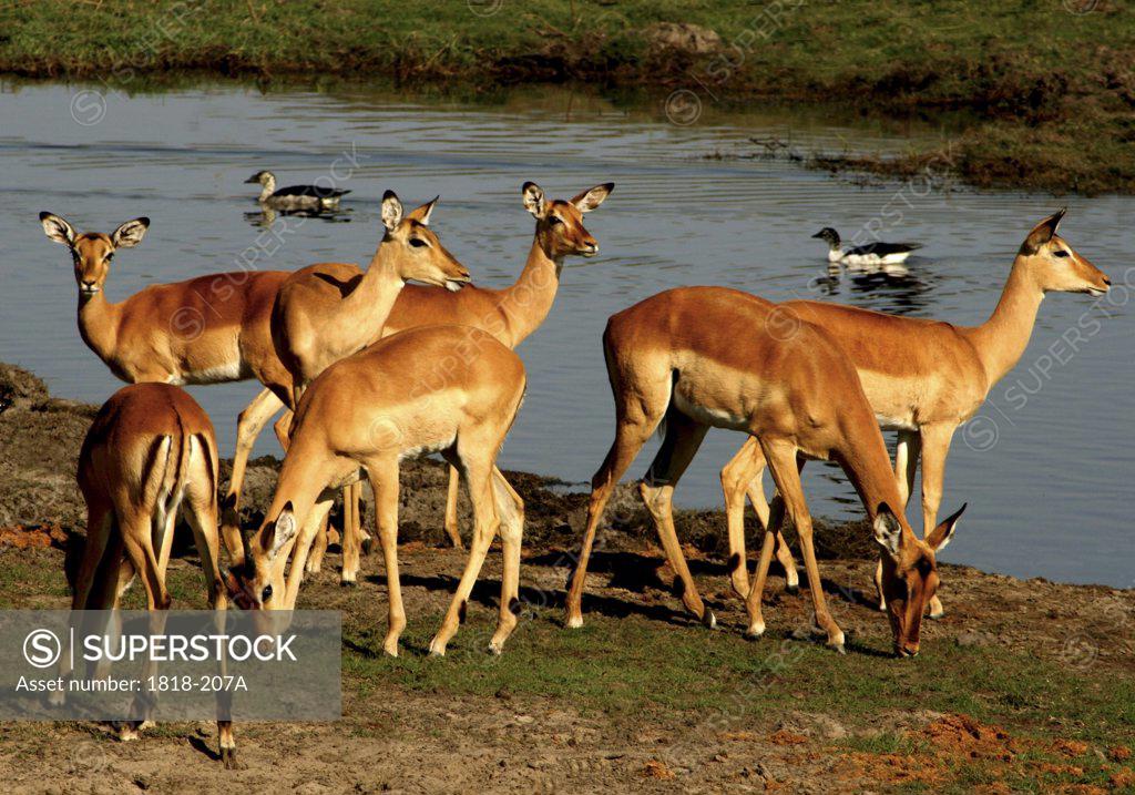 Stock Photo: 1818-207A Herd of impalas (Aepyceros melampus) at the riverside, Chobe National Park, Botswana