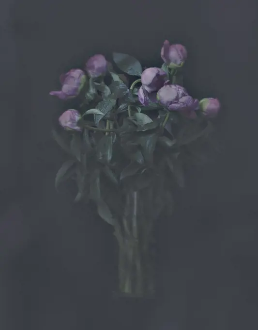 Bouquet of Peony Flowers in Vase Against Dark Background