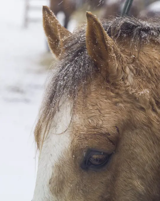 Horse with Snow on Mane