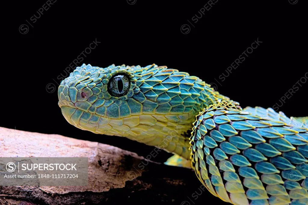 Bush viper (Atheris squamigera), animal portrait, open mouth, captive,  Congo, Stock Photo, Picture And Rights Managed Image. Pic. IBR-4890651