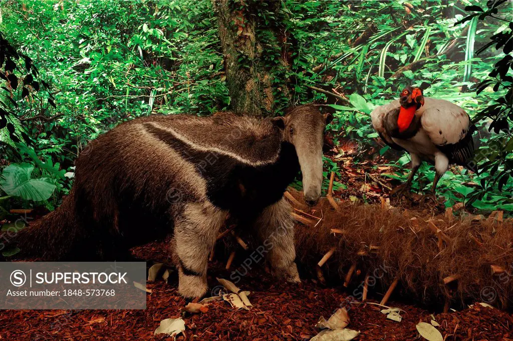 Reconstructed scene of a South American jungle with stuffed animals,  Southern Tamandua or Collared Anteater (Tamandua tetradactyla), King Vulture  (Sar... - SuperStock