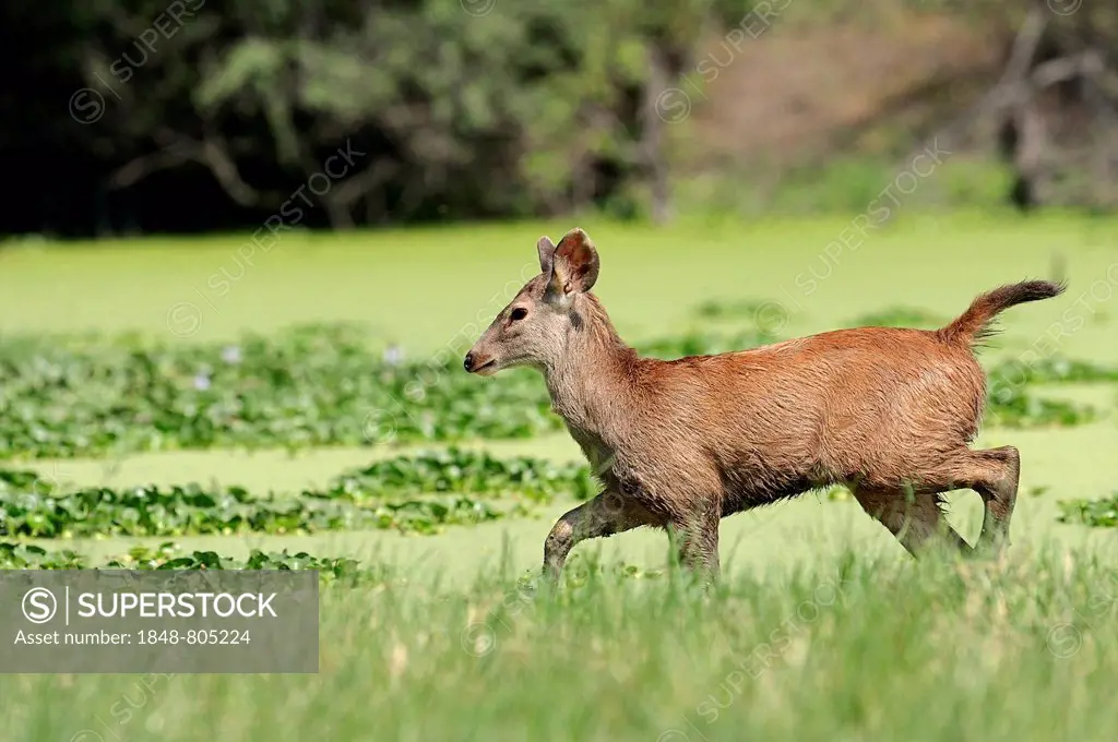 Sambar or Sambar Deer (Cervus unicolor), young animal, Keoladeo National  Park, Bharatpur, Rajasthan, India - SuperStock