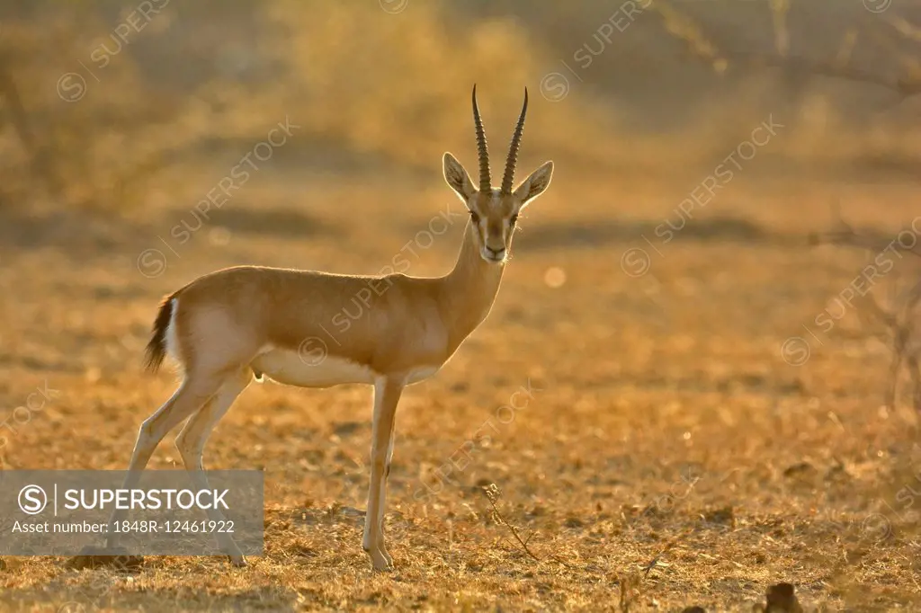 Indian Gazelle or Chinkara (Gazella bennettii) in the dry bush forests of  Thar Desert, Rajasthan, India - SuperStock