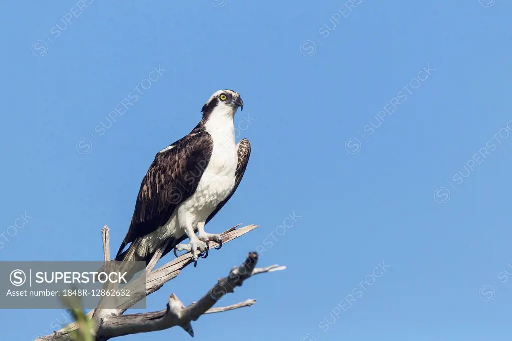 Osprey (Pandion haliaetus carolinensis) sitting on branch, JN Ding Darling National  Wildlife Refuge, Sanibel Island, Florida, USA - SuperStock